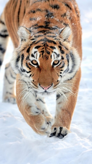 Tiger walking in the snow