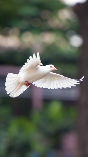 White dove in flight 4K