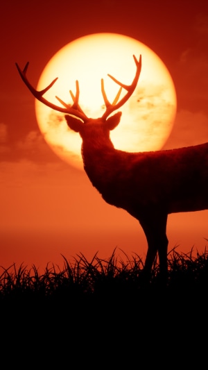 Deer silhouetted against a large, orange sun