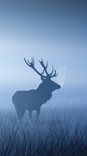 Silhouette of a stag in a foggy field
