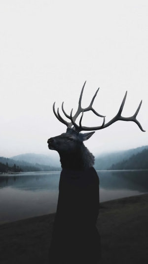 Deer with antlers by a lake