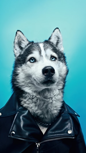 Siberian Husky wearing a leather jacket