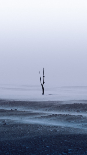 A lone dead tree in Iceland with fog