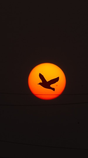 Silhouette of a bird flying in front of the sun