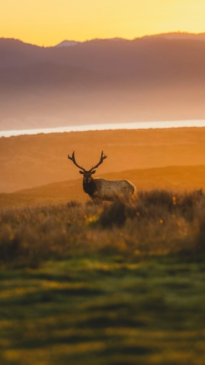 Elk in a field at sunset 4K