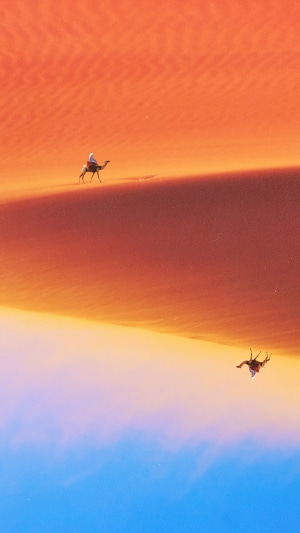 Camel caravan in the desert 4K