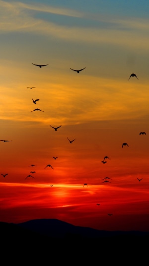 Birds flying at sunset over mountains 4K