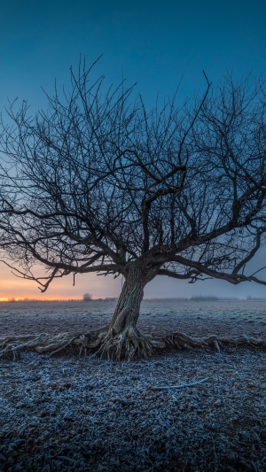 Bare tree with exposed roots in a frosty field at sunrise