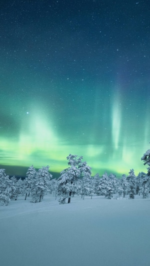 Aurora Borealis over snow-covered trees