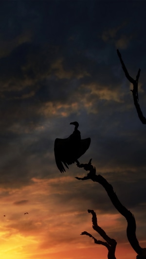 Silhouette of a vulture on a tree branch at sunset