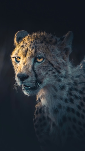 Close-up of a cheetah's face in 4K