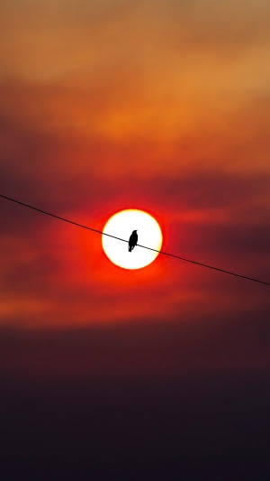 Bird silhouette on a wire at sunset