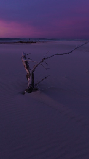 Driftwood on a purple beach at dusk