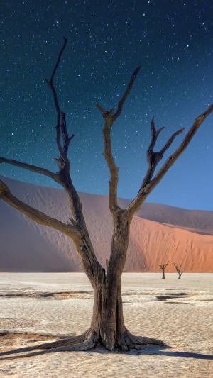 Dead tree under starry sky in desert landscape 4K