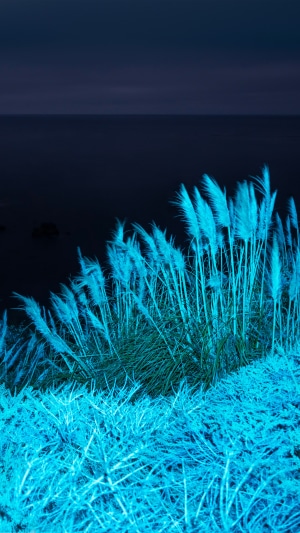 Pampas grass by the ocean at night