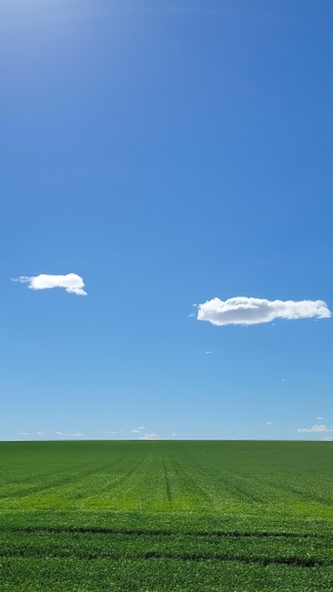 Green field under a blue sky with clouds