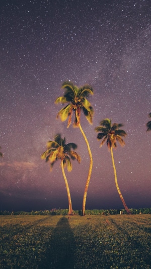 Palm trees under a starry night sky