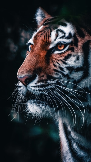 Close-up of a tiger's face with orange eyes