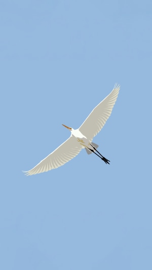 Great Egret flying in the sky