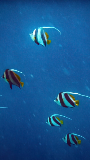 School of Bannerfish underwater