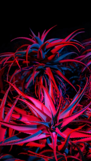 Aloe plants under red and blue lights