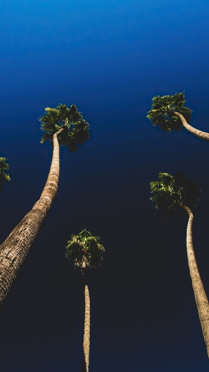 Palm trees against a dark blue sky