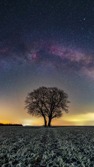 Bare tree under the Milky Way
