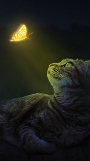 Cat looking at a glowing butterfly
