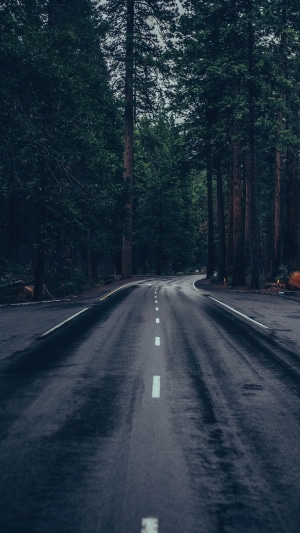 Road through a dark forest with tall trees