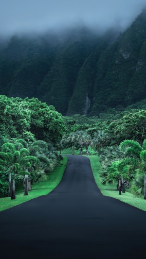 Road through a misty mountain forest 4K