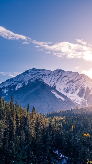 Snow-capped mountains and evergreen forest under a blue sky