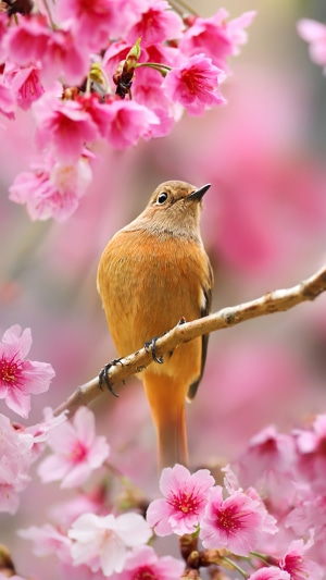 A small bird perched on a branch with pink cherry blossoms