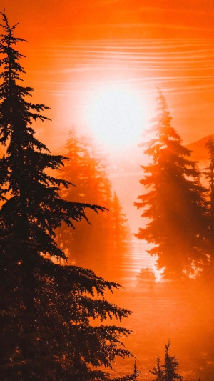Sunrise over misty forest with silhouetted trees