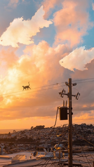 Cat walking on a wire at sunset