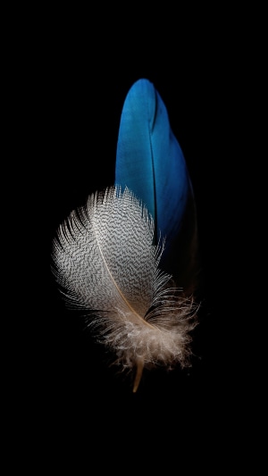 Two feathers on a black background