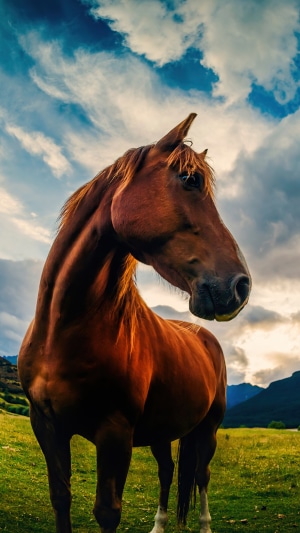 Brown horse in a field with clouds