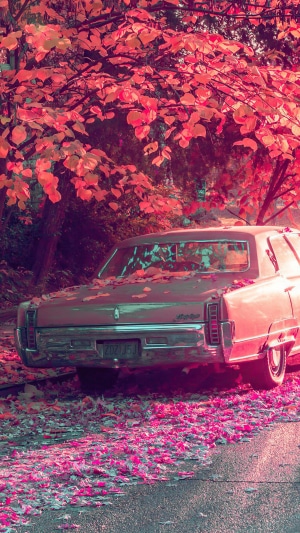 Vintage car covered in autumn leaves