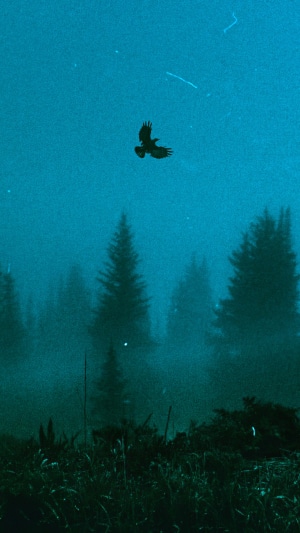 Bird flying over a foggy forest