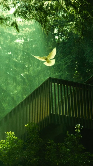 A white bird flies over a wooden deck in a forest