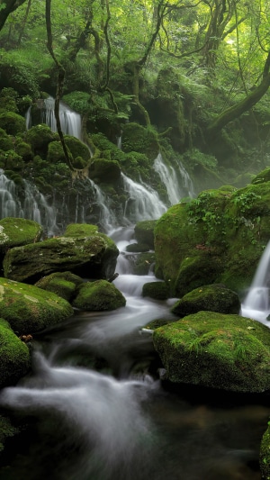 Mossy rocks and waterfalls in a green forest