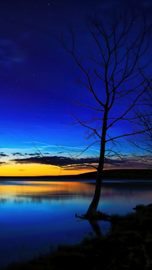 Bare tree by lake at dusk with colorful sky 4K