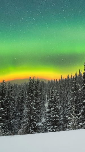 Aurora Borealis over a snowy forest