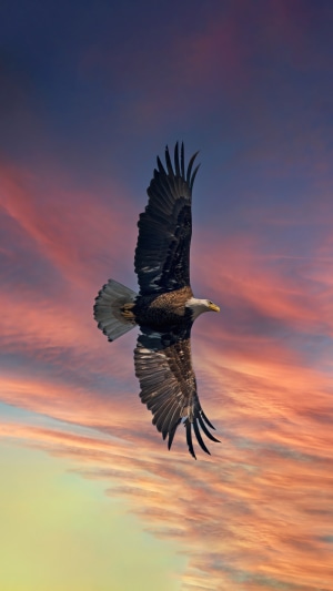 Bald eagle flying in a colorful sunset sky