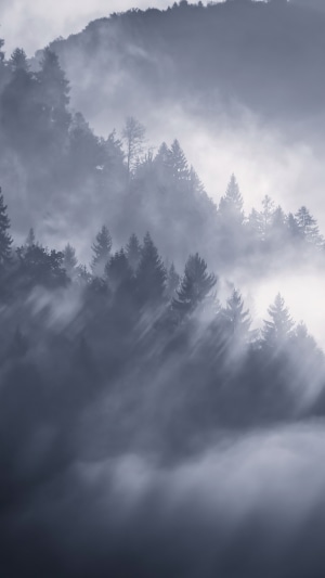 Misty forest on a mountain slope