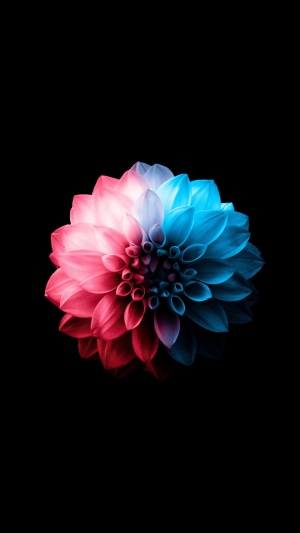Dahlia flower with pink and blue lighting 4K