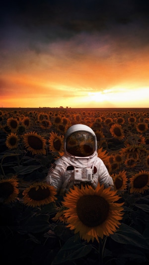 Astronaut in a sunflower field at sunset