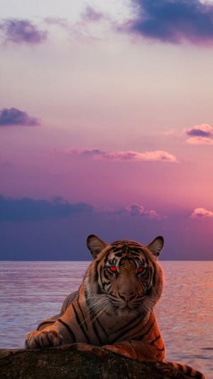 Tiger with red eyes by the ocean at sunset