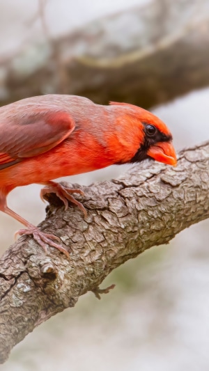 Cardinal bird on a branch 4K