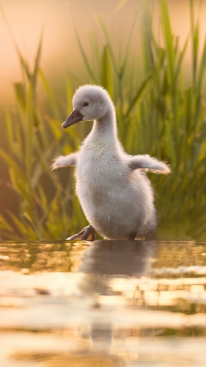Baby swan standing in water with reeds in background