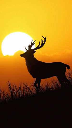 Deer silhouette against a sunset